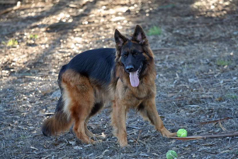 Coated shepherd, undercoat? German Shepherds Forum